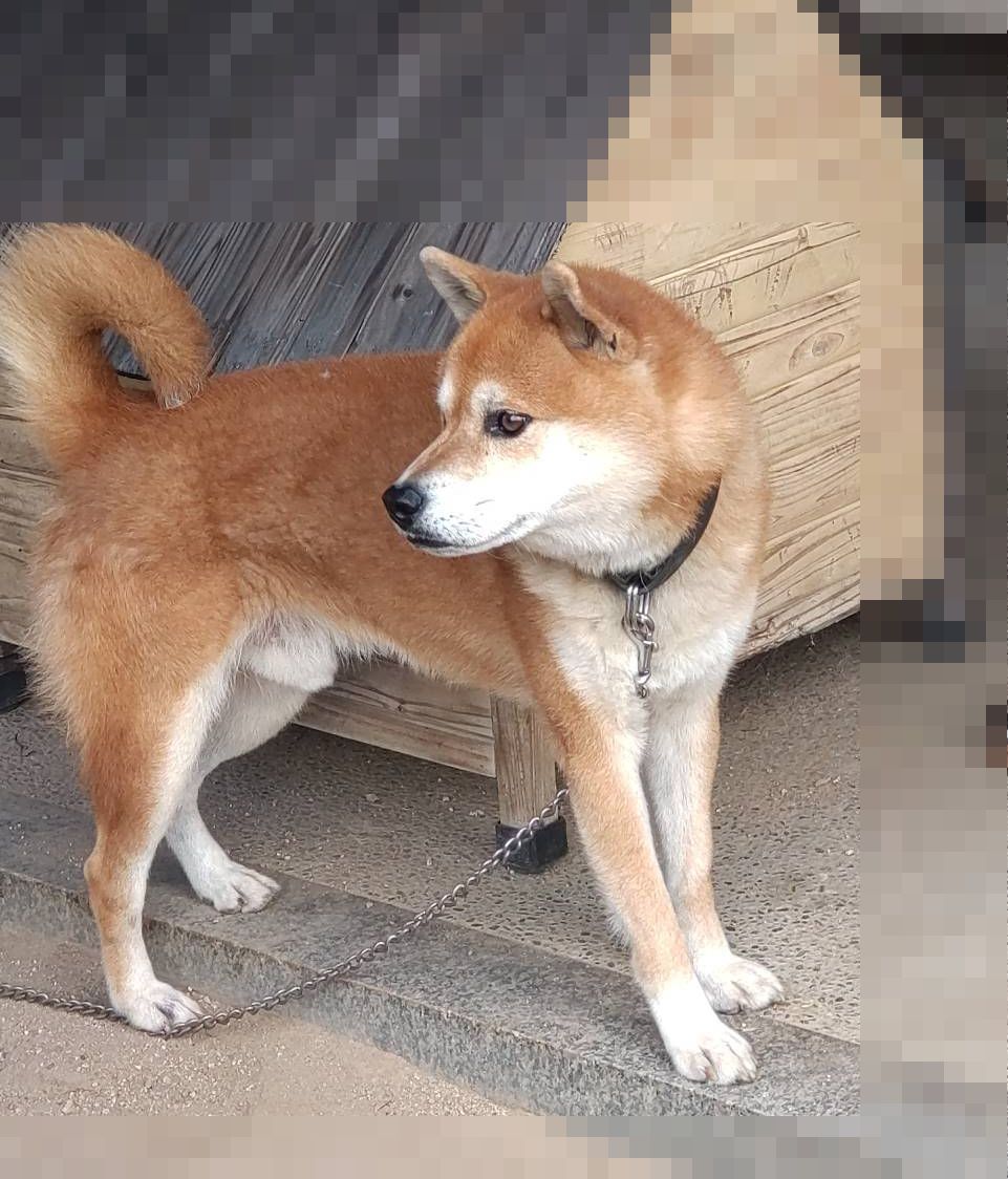 かわいい犬さん | 有限会社アイ・ティー・エム